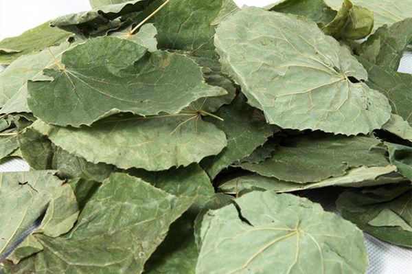 Waarom is Icariin poeder van Epimedium Leaf?